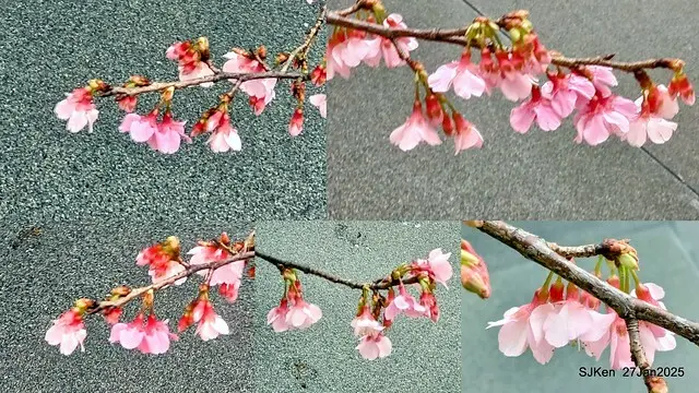 中國銀行台北分行左側櫻花林(Cherry Blossom at Taipei bank branck, China Bank, Taipei, Taiwan, SJKen , Jan 27, 2025