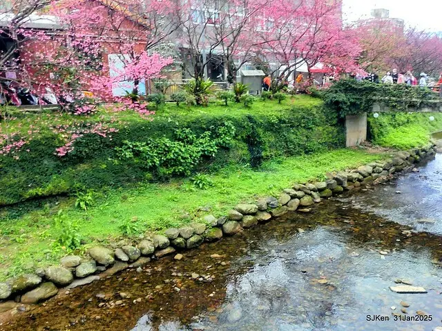 2025雙北平地賞櫻第四拍( --- 汐止文化櫻花季康誥溪櫻花大道(Cherry Blossoms at the creekside of Kangau creek), Hsingi district, Hsinpei city, SJKen, Jan 31, 2025.