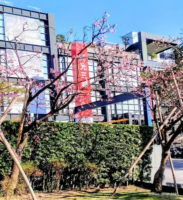 「華新麗華花旗銀行大樓」周邊櫻花林 (Cherry blossoms around the Walsin Xinyi Building), Taipei, Taiwan, SJKen , Jan 30, 2025