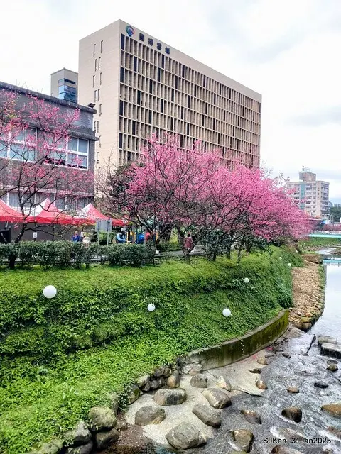 2025雙北平地賞櫻第四拍( --- 汐止文化櫻花季康誥溪櫻花大道(Cherry Blossoms at the creekside of Kangau creek), Hsingi district, Hsinpei city, SJKen, Jan 31, 2025.