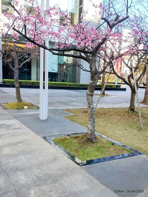 「華新麗華花旗銀行大樓」周邊櫻花林 (Cherry blossoms around the Walsin Xinyi Building), Taipei, Taiwan, SJKen , Jan 30, 2025
