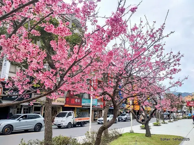 2025 雙北平地賞櫻系列第五拍 --- 北醫附設醫院櫻花(Cherryblossoms at Taipei Medical University Hospital), Taipei, Taiwan, SJKen, Feb 14, 2024.