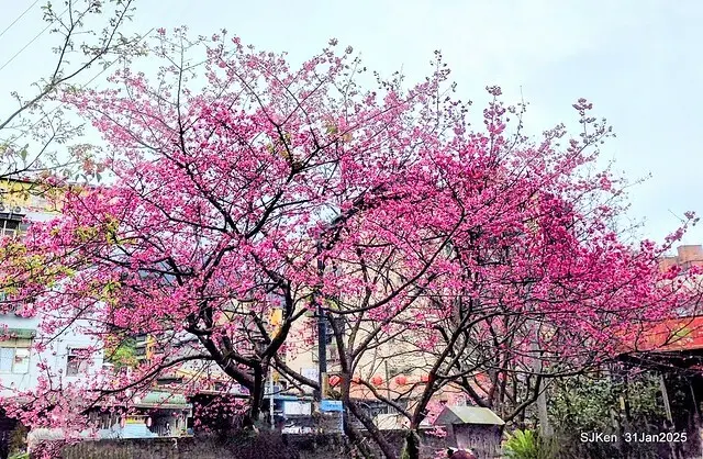 2025雙北平地賞櫻第四拍( --- 汐止文化櫻花季康誥溪櫻花大道(Cherry Blossoms at the creekside of Kangau creek), Hsingi district, Hsinpei city, SJKen, Jan 31, 2025.