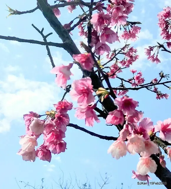 (2025 雙北平地賞櫻系列第六拍)「台北市政府北大門旁賞櫻」(Cherry Blossoms at north door of Taipei City Hall , Feb 15, 2025.