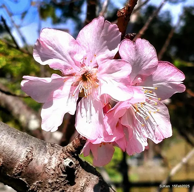 2025 雙北平地賞櫻系列第七拍---國父紀念館八重櫻與山櫻花(Prunus campanulata Maxim and Taiwan Cherry at Dr. Sun Yat-Sen Memorial Hall，by SJKen,  Feb  15, 2025)