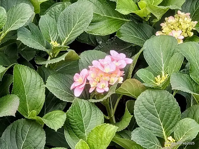 2025台北大安森林公園繡球花展(Hydrangeas exhibition at Da-An forest park), Taipei,  Taiwan, SJKen, Feb 20, 2025.