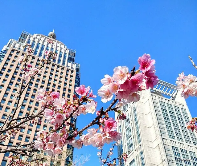 (2025 雙北平地賞櫻系列第六拍)「台北市政府北大門旁賞櫻」(Cherry Blossoms at north door of Taipei City Hall , Feb 15, 2025.