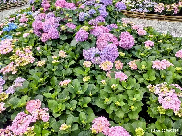 2025台北大安森林公園繡球花展(Hydrangeas exhibition at Da-An forest park), Taipei,  Taiwan, SJKen, Feb 20, 2025.