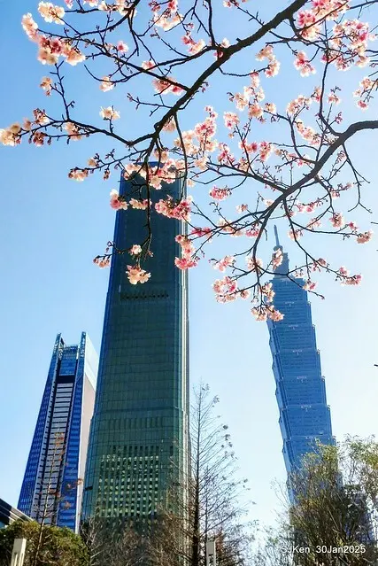 「華新麗華花旗銀行大樓」周邊櫻花林 (Cherry blossoms around the Walsin Xinyi Building), Taipei, Taiwan, SJKen , Jan 30, 2025