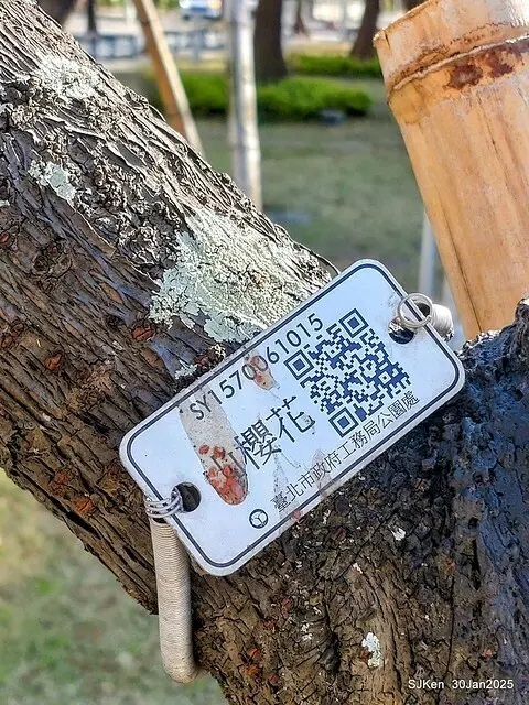 「華新麗華花旗銀行大樓」周邊櫻花林 (Cherry blossoms around the Walsin Xinyi Building), Taipei, Taiwan, SJKen , Jan 30, 2025