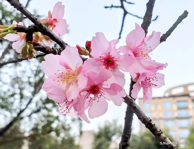 2025 雙北平地賞櫻系列第七拍---國父紀念館八重櫻與山櫻花(Prunus campanulata Maxim and Taiwan Cherry at Dr. Sun Yat-Sen Memorial Hall，by SJKen,  Feb  15, 2025)