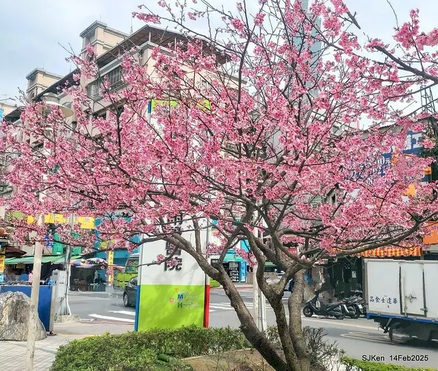 2025 雙北平地賞櫻系列第五拍 --- 北醫附設醫院櫻花(Cherryblossoms at Taipei Medical University Hospital), Taipei, Taiwan, SJKen, Feb 14, 2024.