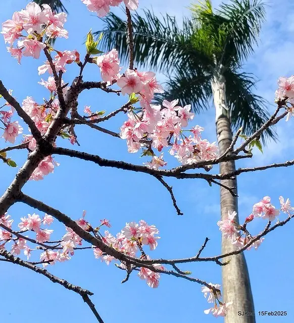 2025 雙北平地賞櫻系列第七拍---國父紀念館八重櫻與山櫻花(Prunus campanulata Maxim and Taiwan Cherry at Dr. Sun Yat-Sen Memorial Hall，by SJKen,  Feb  15, 2025)