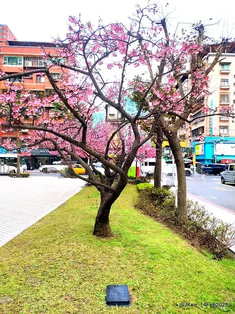2025 雙北平地賞櫻系列第五拍 --- 北醫附設醫院櫻花(Cherryblossoms at Taipei Medical University Hospital), Taipei, Taiwan, SJKen, Feb 14, 2024.