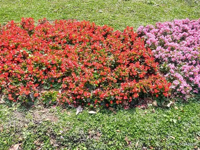 (2025 雙北平地賞櫻系列第六拍)「台北市政府北大門旁賞櫻」(Cherry Blossoms at north door of Taipei City Hall , Feb 15, 2025.