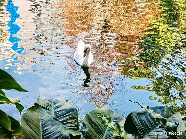 台北榮總忘憂湖水鳥與游魚(Waterbirds and fish at the lake of Taipei Veterans General Hospital)，Taipie, Taiwan, SJKen, Feb 11, 2025.