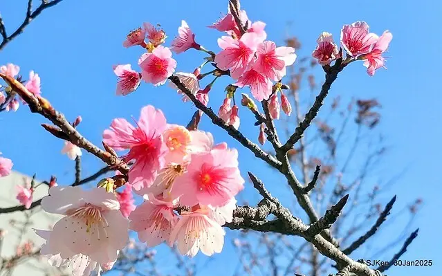 「華新麗華花旗銀行大樓」周邊櫻花林 (Cherry blossoms around the Walsin Xinyi Building), Taipei, Taiwan, SJKen , Jan 30, 2025