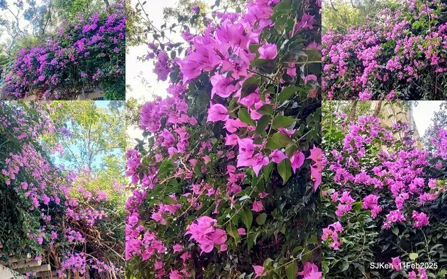 台北榮總忘憂湖水鳥與游魚(Waterbirds and fish at the lake of Taipei Veterans General Hospital)，Taipie, Taiwan, SJKen, Feb 11, 2025.