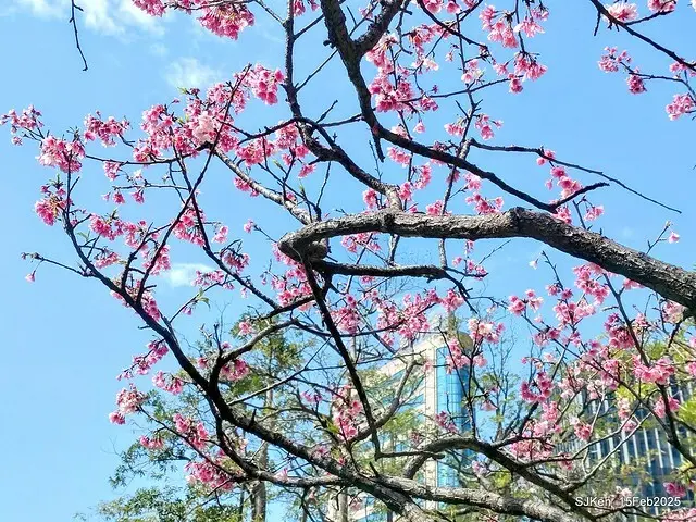 (2025 雙北平地賞櫻系列第六拍)「台北市政府北大門旁賞櫻」(Cherry Blossoms at north door of Taipei City Hall , Feb 15, 2025.