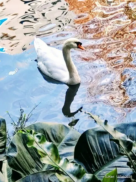 台北榮總忘憂湖水鳥與游魚(Waterbirds and fish at the lake of Taipei Veterans General Hospital)，Taipie, Taiwan, SJKen, Feb 11, 2025.