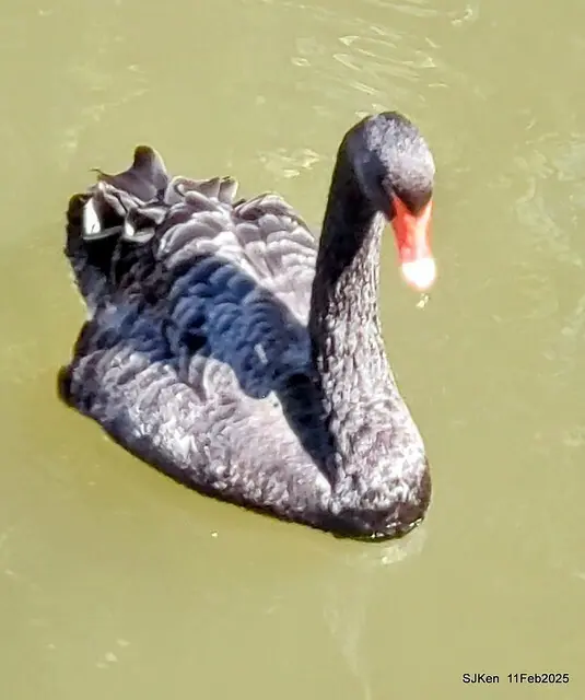 台北榮總忘憂湖水鳥與游魚(Waterbirds and fish at the lake of Taipei Veterans General Hospital)，Taipie, Taiwan, SJKen, Feb 11, 2025.