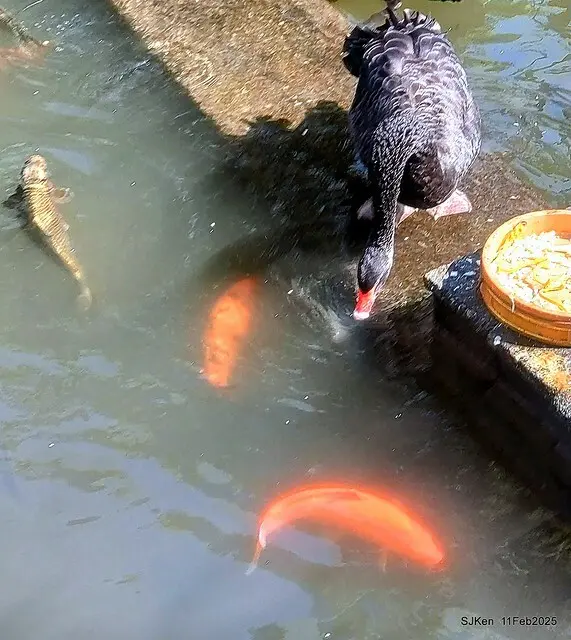 台北榮總忘憂湖水鳥與游魚(Waterbirds and fish at the lake of Taipei Veterans General Hospital)，Taipie, Taiwan, SJKen, Feb 11, 2025.