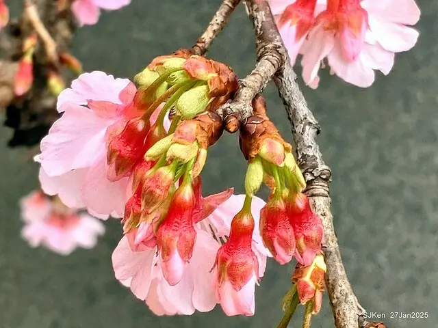 中國銀行台北分行左側櫻花林(Cherry Blossom at Taipei bank branck, China Bank, Taipei, Taiwan, SJKen , Jan 27, 2025