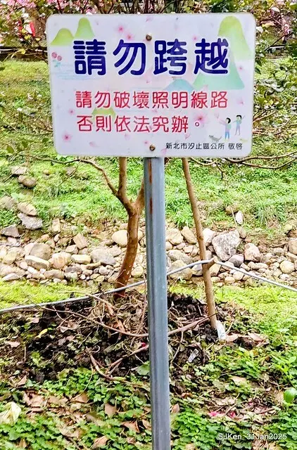 2025雙北平地賞櫻第四拍( --- 汐止文化櫻花季康誥溪櫻花大道(Cherry Blossoms at the creekside of Kangau creek), Hsingi district, Hsinpei city, SJKen, Jan 31, 2025.