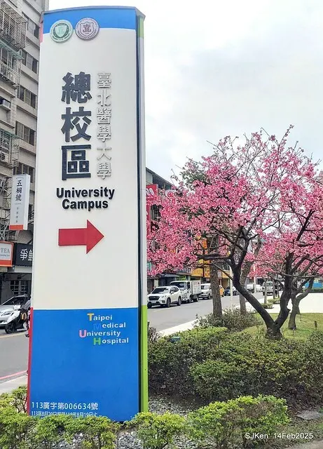2025 雙北平地賞櫻系列第五拍 --- 北醫附設醫院櫻花(Cherryblossoms at Taipei Medical University Hospital), Taipei, Taiwan, SJKen, Feb 14, 2024.