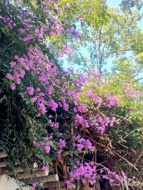 台北榮總忘憂湖水鳥與游魚(Waterbirds and fish at the lake of Taipei Veterans General Hospital)，Taipie, Taiwan, SJKen, Feb 11, 2025.