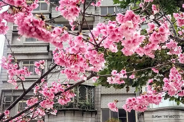 2025 雙北平地賞櫻系列第五拍 --- 北醫附設醫院櫻花(Cherryblossoms at Taipei Medical University Hospital), Taipei, Taiwan, SJKen, Feb 14, 2024.