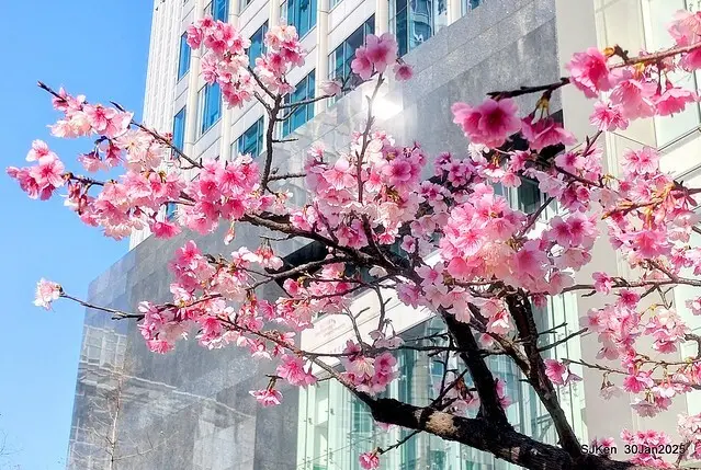 「華新麗華花旗銀行大樓」周邊櫻花林 (Cherry blossoms around the Walsin Xinyi Building), Taipei, Taiwan, SJKen , Jan 30, 2025