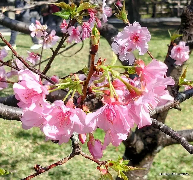 2025 雙北平地賞櫻系列第七拍---國父紀念館八重櫻與山櫻花(Prunus campanulata Maxim and Taiwan Cherry at Dr. Sun Yat-Sen Memorial Hall，by SJKen,  Feb  15, 2025)