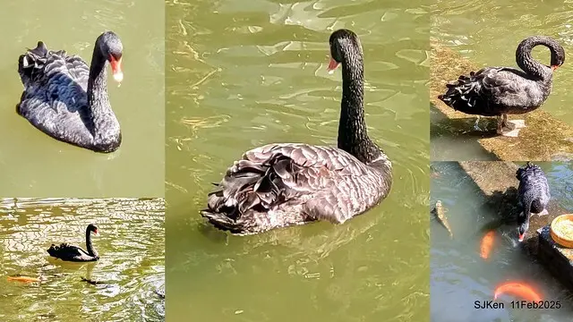 台北榮總忘憂湖水鳥與游魚(Waterbirds and fish at the lake of Taipei Veterans General Hospital)，Taipie, Taiwan, SJKen, Feb 11, 2025.