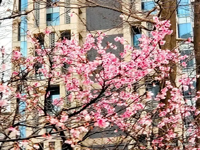 中國銀行台北分行左側櫻花林(Cherry Blossom at Taipei bank branck, China Bank, Taipei, Taiwan, SJKen , Jan 27, 2025