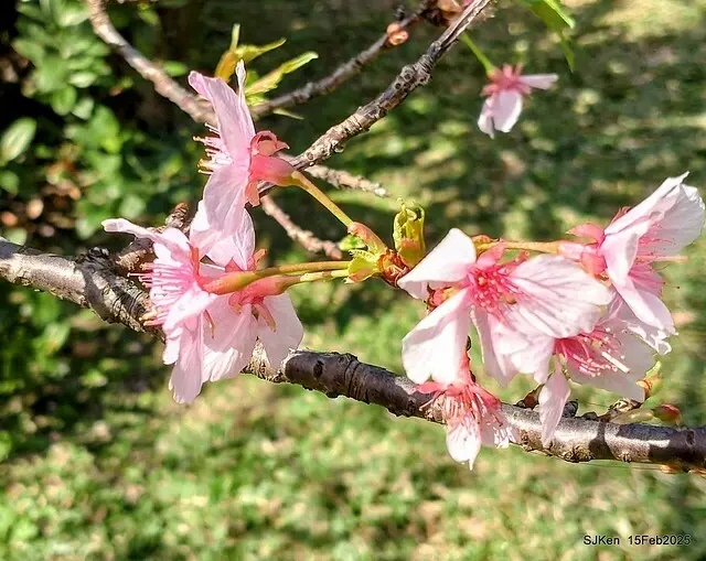 2025 雙北平地賞櫻系列第七拍---國父紀念館八重櫻與山櫻花(Prunus campanulata Maxim and Taiwan Cherry at Dr. Sun Yat-Sen Memorial Hall，by SJKen,  Feb  15, 2025)