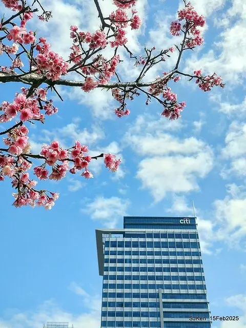 (2025 雙北平地賞櫻系列第六拍)「台北市政府北大門旁賞櫻」(Cherry Blossoms at north door of Taipei City Hall , Feb 15, 2025.