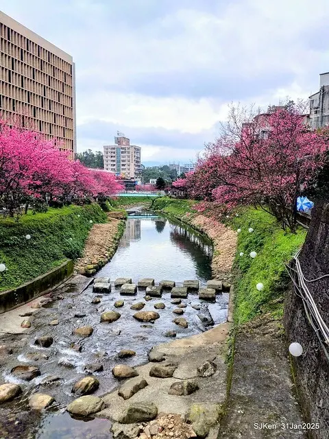 2025雙北平地賞櫻第四拍( --- 汐止文化櫻花季康誥溪櫻花大道(Cherry Blossoms at the creekside of Kangau creek), Hsingi district, Hsinpei city, SJKen, Jan 31, 2025.
