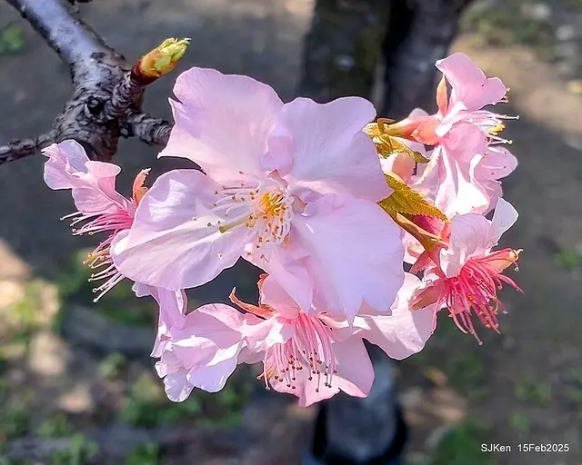 2025 雙北平地賞櫻系列第七拍---國父紀念館八重櫻與山櫻花(Prunus campanulata Maxim and Taiwan Cherry at Dr. Sun Yat-Sen Memorial Hall，by SJKen,  Feb  15, 2025)