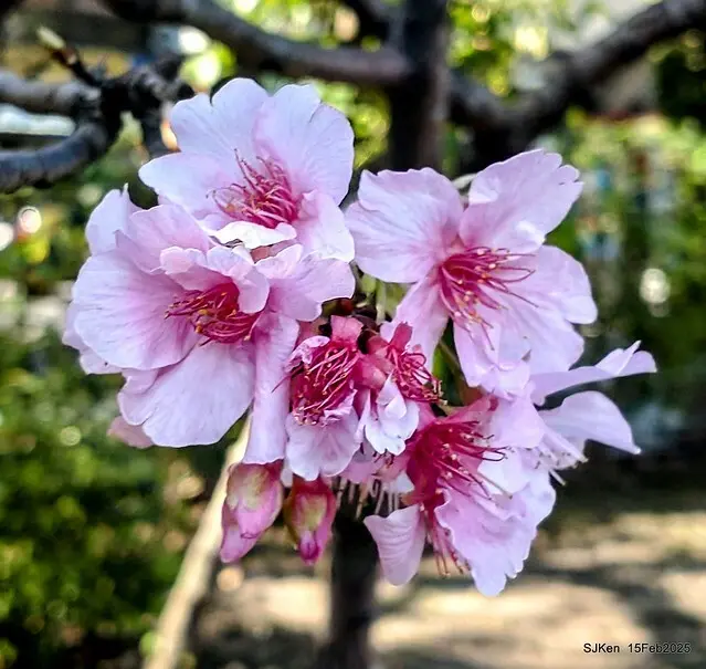 2025 雙北平地賞櫻系列第七拍---國父紀念館八重櫻與山櫻花(Prunus campanulata Maxim and Taiwan Cherry at Dr. Sun Yat-Sen Memorial Hall，by SJKen,  Feb  15, 2025)