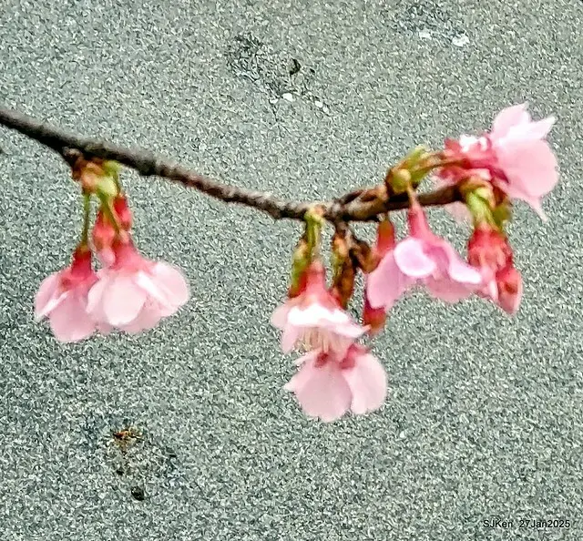中國銀行台北分行左側櫻花林(Cherry Blossom at Taipei bank branck, China Bank, Taipei, Taiwan, SJKen , Jan 27, 2025