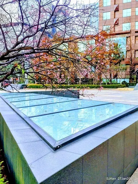 中國銀行台北分行左側櫻花林(Cherry Blossom at Taipei bank branck, China Bank, Taipei, Taiwan, SJKen , Jan 27, 2025