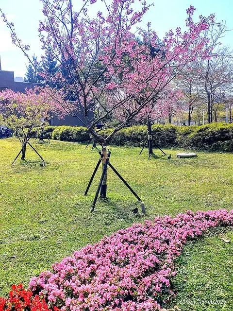 (2025 雙北平地賞櫻系列第六拍)「台北市政府北大門旁賞櫻」(Cherry Blossoms at north door of Taipei City Hall , Feb 15, 2025.