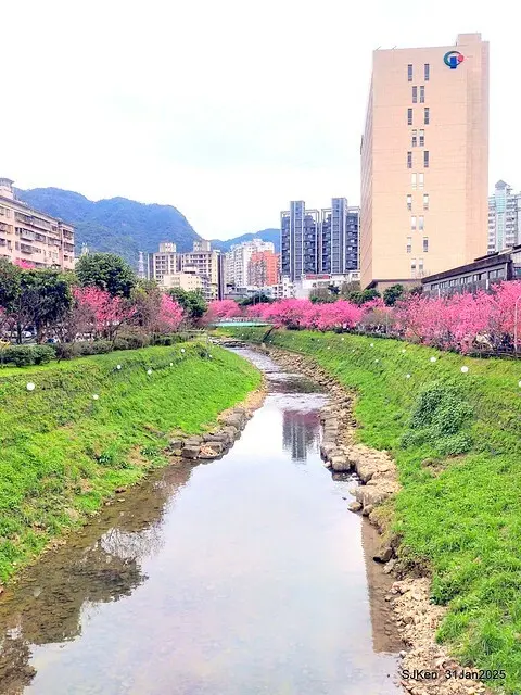 2025雙北平地賞櫻第四拍( --- 汐止文化櫻花季康誥溪櫻花大道(Cherry Blossoms at the creekside of Kangau creek), Hsingi district, Hsinpei city, SJKen, Jan 31, 2025.