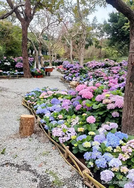 2025台北大安森林公園繡球花展(Hydrangeas exhibition at Da-An forest park), Taipei,  Taiwan, SJKen, Feb 20, 2025.