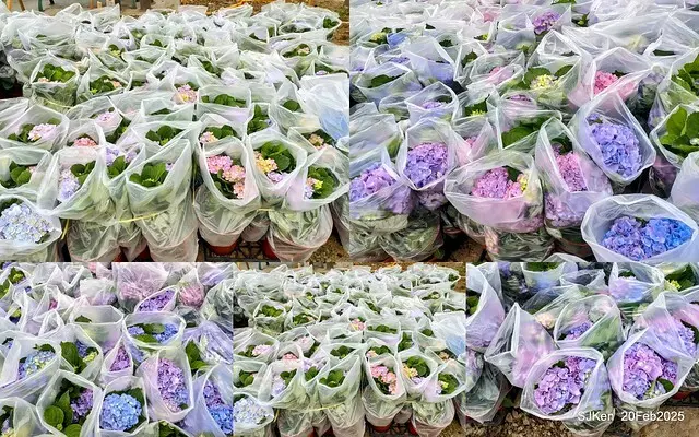 2025台北大安森林公園繡球花展(Hydrangeas exhibition at Da-An forest park), Taipei,  Taiwan, SJKen, Feb 20, 2025.