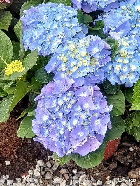 2025台北大安森林公園繡球花展(Hydrangeas exhibition at Da-An forest park), Taipei,  Taiwan, SJKen, Feb 20, 2025.