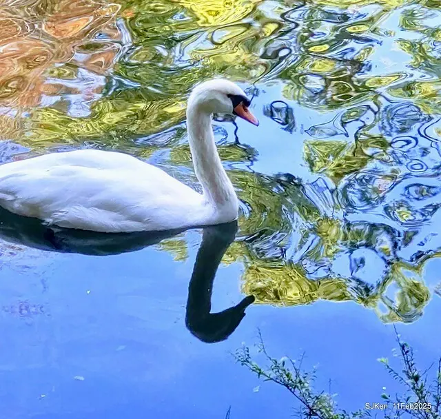 台北榮總忘憂湖水鳥與游魚(Waterbirds and fish at the lake of Taipei Veterans General Hospital)，Taipie, Taiwan, SJKen, Feb 11, 2025.