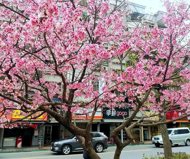 2025 雙北平地賞櫻系列第五拍 --- 北醫附設醫院櫻花(Cherryblossoms at Taipei Medical University Hospital), Taipei, Taiwan, SJKen, Feb 14, 2024.