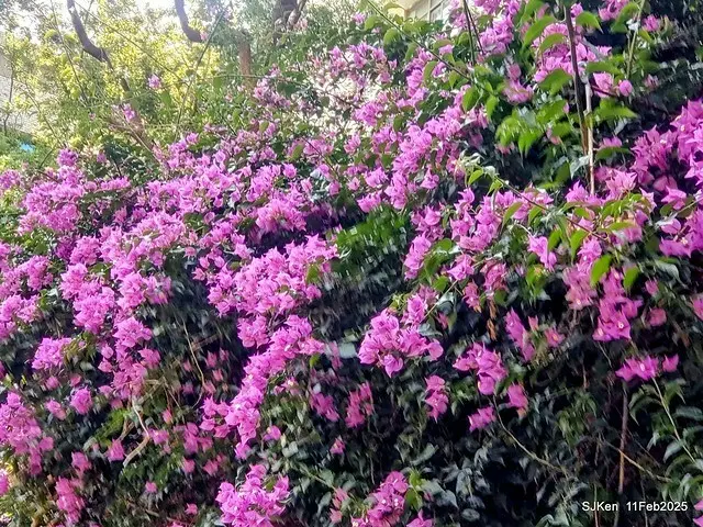 台北榮總忘憂湖水鳥與游魚(Waterbirds and fish at the lake of Taipei Veterans General Hospital)，Taipie, Taiwan, SJKen, Feb 11, 2025.